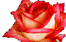 flores-rosas-029.gif