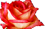 flores-rosas-030.gif