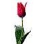 flores-rosas-034.gif