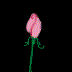 flores-rosas-035.gif