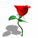 flores-rosas-038.gif