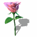 flores-rosas-040.gif
