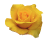 flores-rosas-043.gif