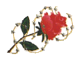flores-rosas-048.gif