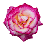 flores-rosas-050.gif