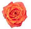 flores-rosas-052.gif
