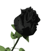 flores-rosas-053.gif