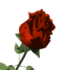 flores-rosas-054.gif