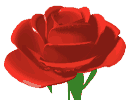 flores-rosas-055.gif