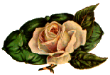 flores-rosas-058.gif