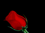 flores-rosas-059.gif