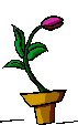 flores-rosas-060.gif