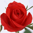 flores-rosas-069.gif