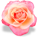 flores-rosas-071.png