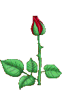 flores-rosas-074.gif