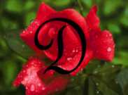 flores-rosas-075.jpg