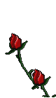 flores-rosas-076.gif