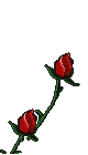 flores-rosas-077.gif