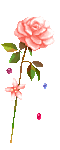 flores-rosas-081.gif