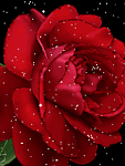 flores-rosas-082.gif