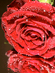 flores-rosas-083.gif